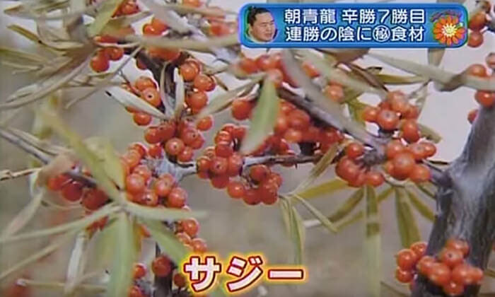 朝青龍も飲んでいるサジージュース