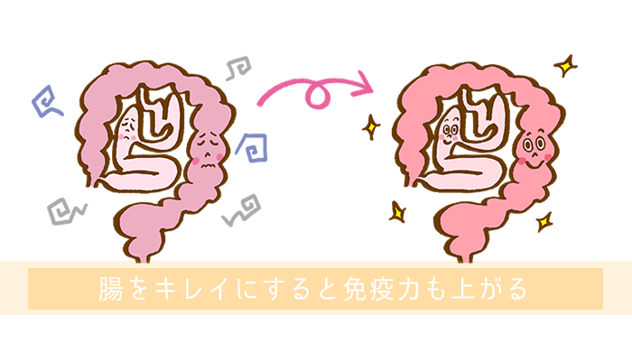 腸内環境を整えると免疫力が上がる